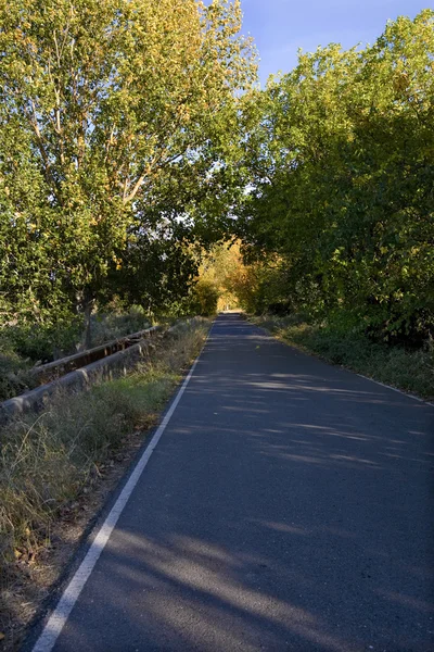 Road full of green and yellow black poplars — Stock Photo, Image