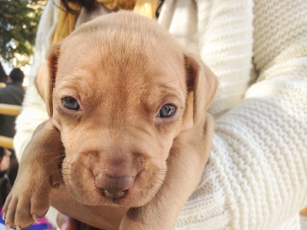 Puppy dog in his breeder's arms — Stock Photo, Image