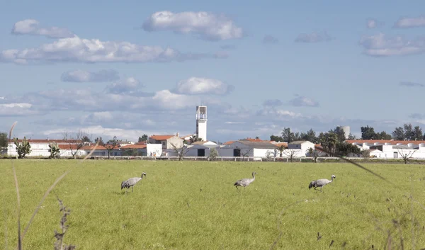Common cranes grazing close to the town — Stock Photo, Image