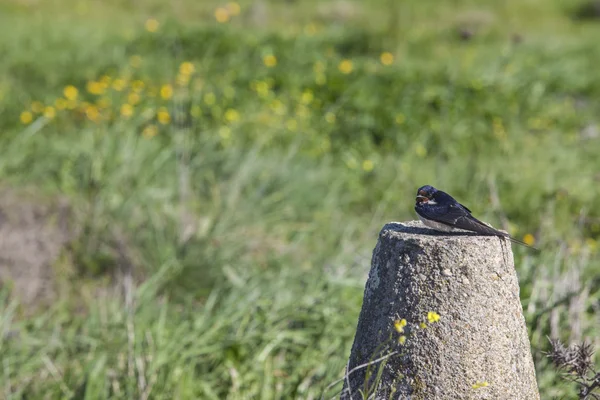 Swallow resting after migration with first springtime flowers fi — Stock Photo, Image