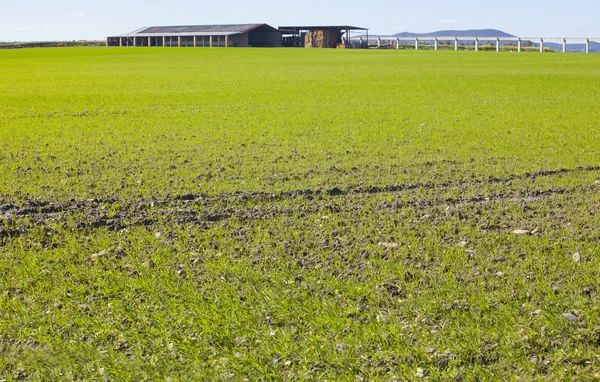 Cow farm building over cereal fields