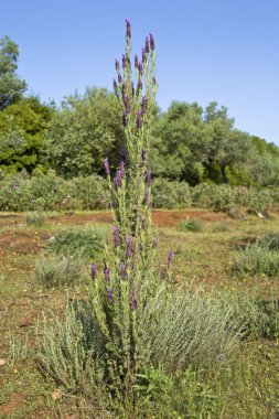 Paeonia broteroi veya Şakayık Çiçeği, Alor Sıradağları