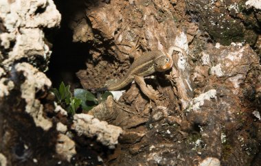 Onun mağarada İber duvar kertenkele