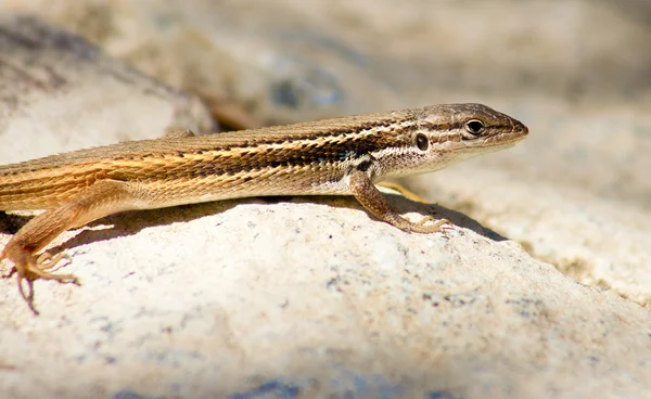 Iberische muurhagedis — Stockfoto