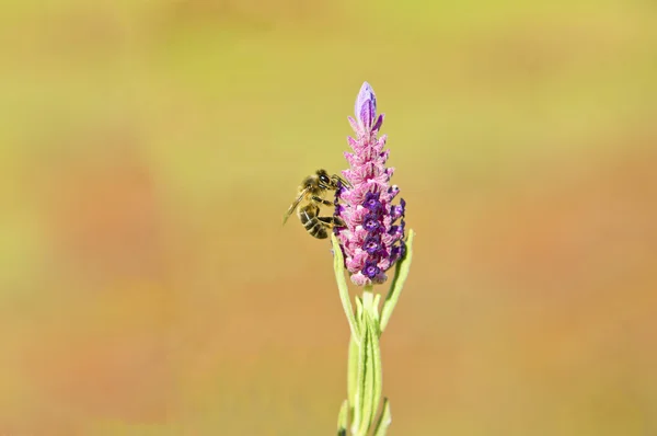 Bienen weiden auf Lavendel — Stockfoto