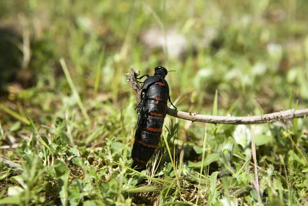 Paeonia broteroi vagy a pünkösdi rózsa virág, Alor hegység — Stock Fotó