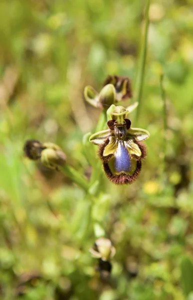 Paeonia broteroi or peony flower, Alor Mountain Range — Stock Photo, Image