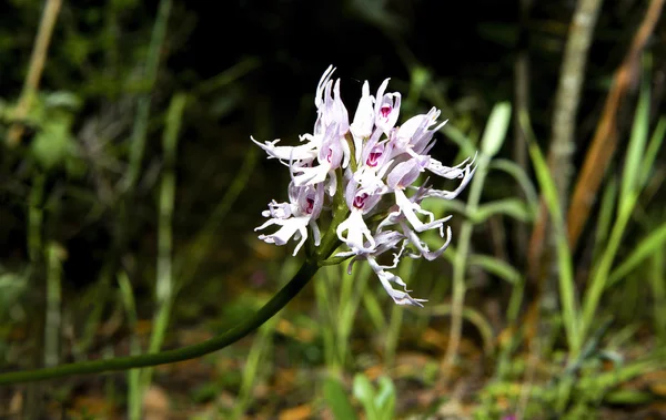 Orchis italica or naked man orchid — Stock Photo, Image