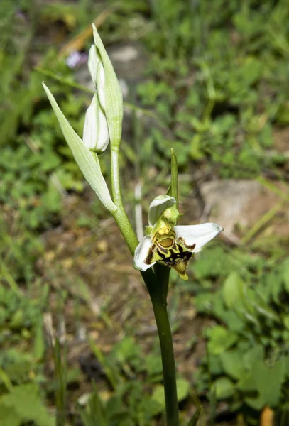 Pequeña orquídea silvestre sobre plantas verdes fondo natural — Foto de Stock