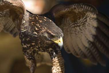 Açık kanatlar Harris Hawk veya Parabuteo unicinctus