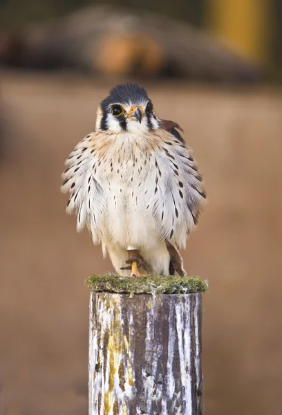 Açık kanatlar Harris Hawk veya Parabuteo unicinctus — Stok fotoğraf