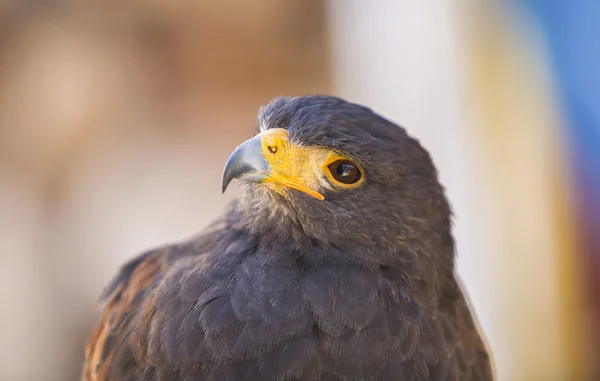 Otwarte skrzydła Harris Hawk lub Parabuteo unicinctus — Zdjęcie stockowe