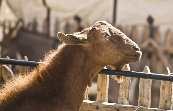 Brown goat and fence — Stock Photo, Image