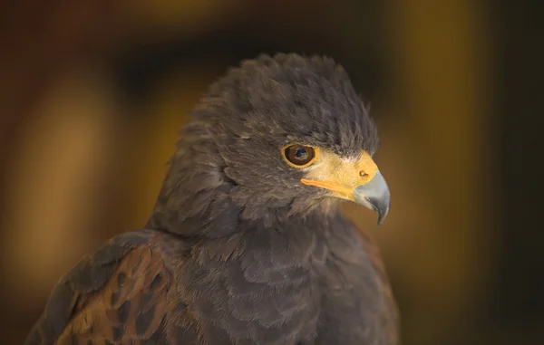 Cabeza de halcón Harris —  Fotos de Stock