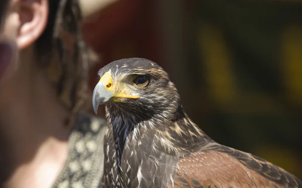 Harris hawk portret — Stockfoto