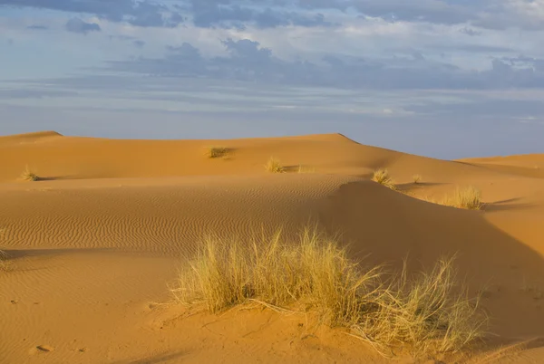 Plants on desert, Morocco — Stock Photo, Image