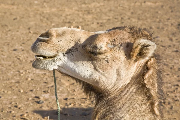 Camello descansando, Marruecos — Foto de Stock