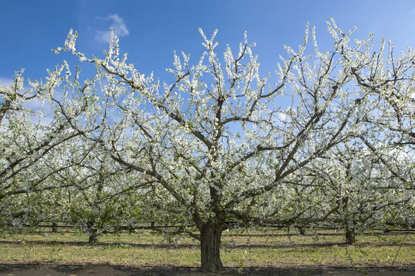 Piantagione di pere in fiore, Spagna — Foto Stock