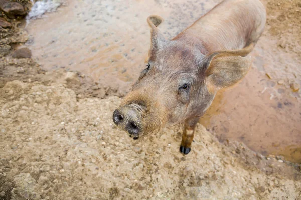 Schwarzes iberisches Jungschwein — Stockfoto