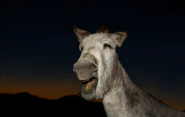 Funny donkey speaking a sunset — Stock Photo, Image