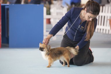 Köpek sahibi sergi Yarışması sırasında bakım altında