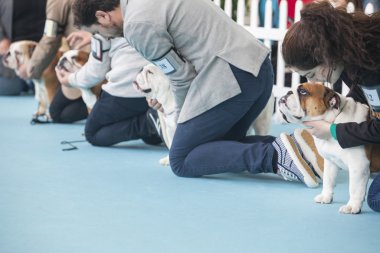 İngiliz Bulldogs ile sahipleri köpekler sergi Yarışması sırasında
