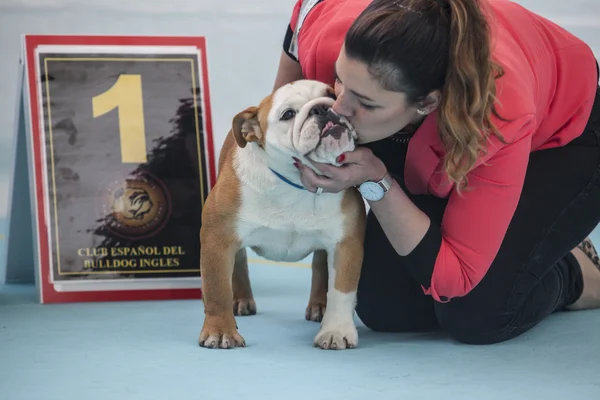 Kadın bir kazanan İngiliz Bulldog öpüşme — Stok fotoğraf