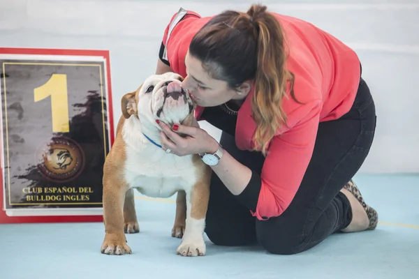 Kadın bir kazanan İngiliz Bulldog öpüşme — Stok fotoğraf