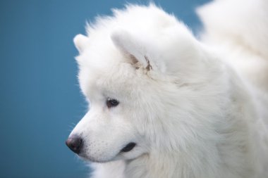 Mavi arka plan üzerinde izole gülümseyen Sammy köpek