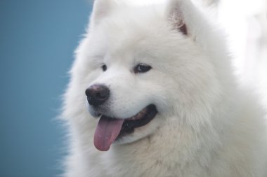 Mavi arka plan üzerinde izole gülümseyen Sammy köpek