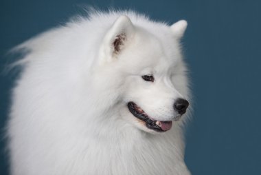 Mavi arka plan üzerinde izole gülümseyen Sammy köpek