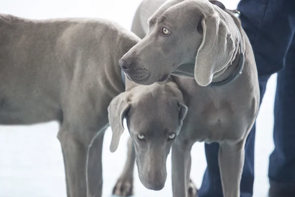 Zwei junge Weimaraner Hunde — Stockfoto