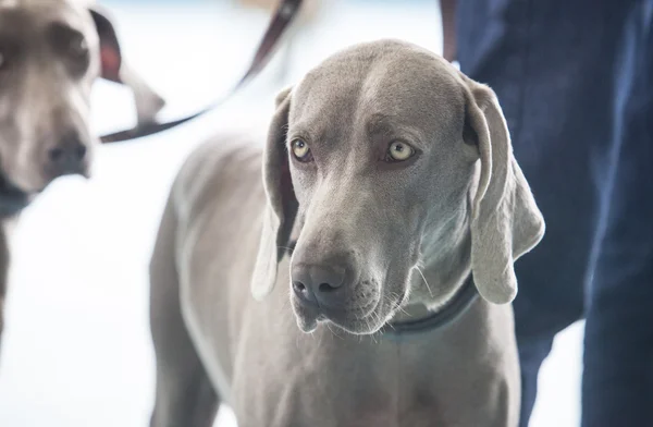 Zwei junge Weimaraner Hunde — Stockfoto