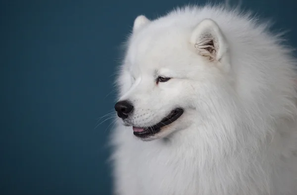 Smiling Sammy dog isolated over blue background