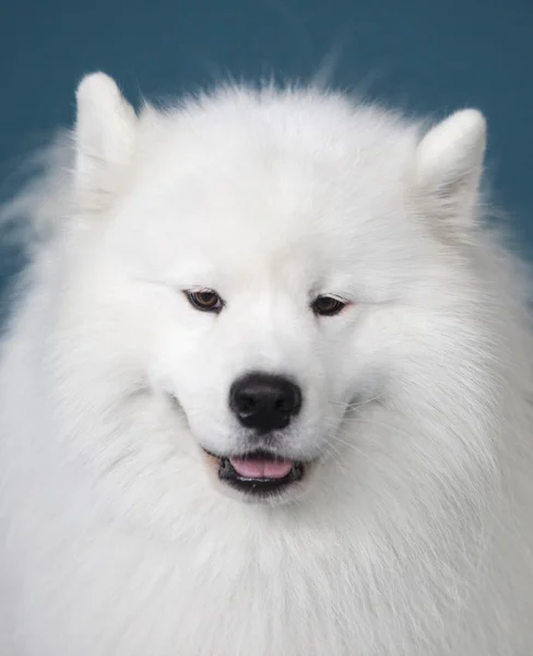 Усміхнене Семмі собака ізольовані на синьому фоні — стокове фото