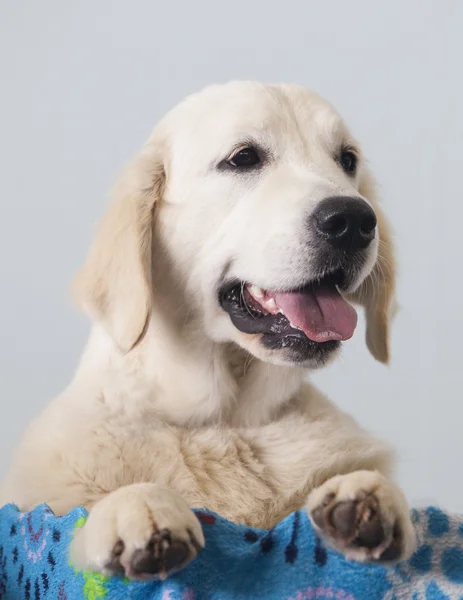 Portret psa golden retriever — Zdjęcie stockowe