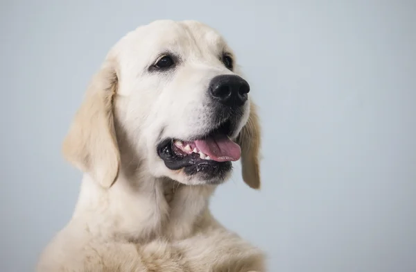 Golden Retriever dog portrait — Stock Photo, Image