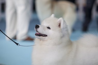 küçük gülümseyen sammy köpek