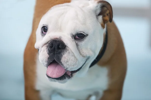 Britische Bulldogge in Nahaufnahme — Stockfoto