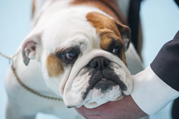 Britische Bulldogge vor Hundeausstellung in Obhut ihres Besitzers — Stockfoto