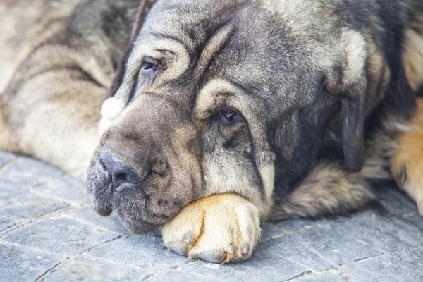 Duży pies psy spoczywa na podłodze — Zdjęcie stockowe