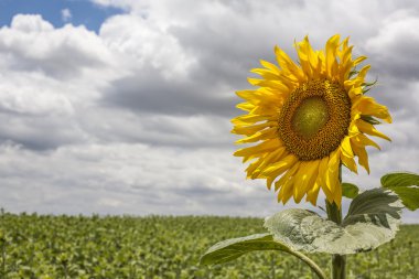 Sezonun ilk açık ayçiçeği