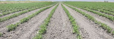 Gozlerime genç domates bitkiler 