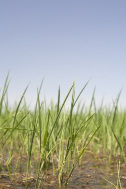 Genç pirinç çeltik alanları, Vegas Altas del Guadiana büyüyor