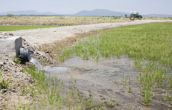 Young rice are growing in paddy fields, Vegas Altas del Guadiana — Stock Photo, Image