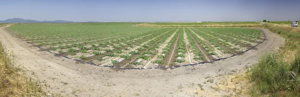 Young watermelon field, Extremadura, Spain — Stock Photo, Image