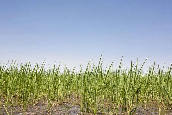 Arroz joven crece en arrozales, Vegas Altas del Guadiana —  Fotos de Stock