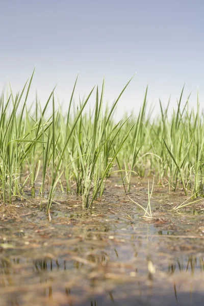 Arroz joven crece en arrozales, Vegas Altas del Guadiana —  Fotos de Stock