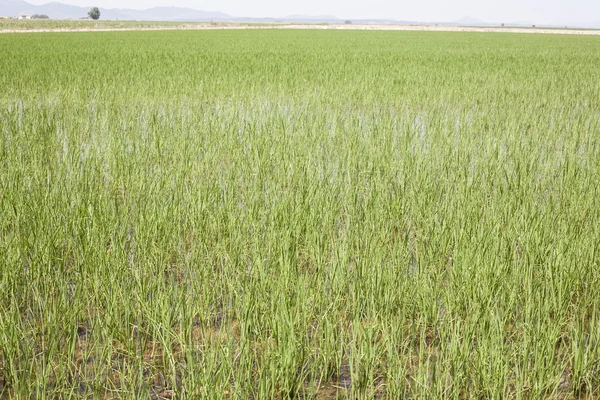 Giovani riso crescono nelle risaie, Las Vegas Altas del Guadiana — Foto Stock
