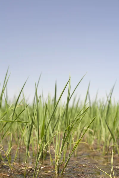 Unga ris växer i risfält, Vegas Altas del Guadiana — Stockfoto